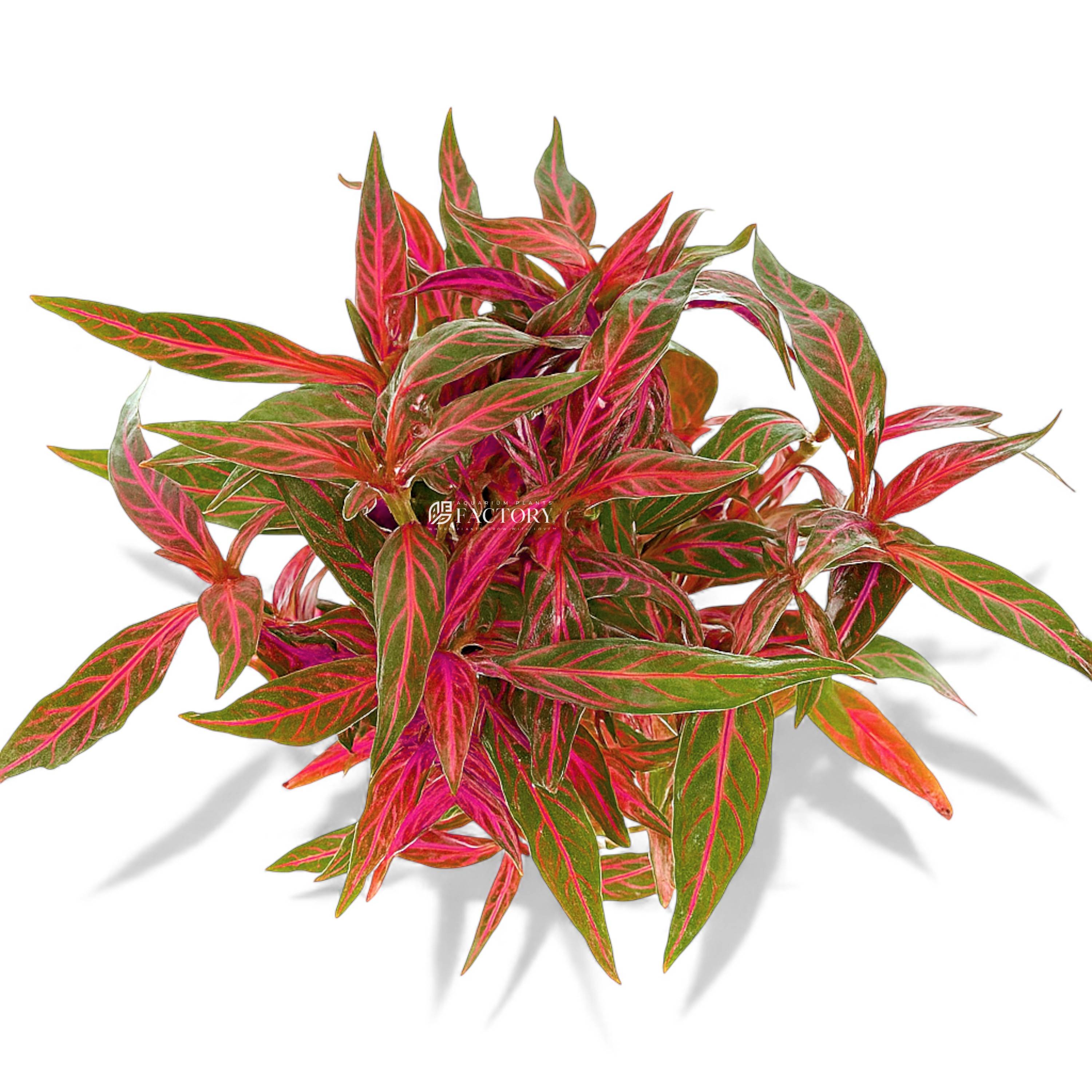 A close-up image of Alternanthera reineckii ‘Pink Sunset’, featuring vibrant elongated leaves with striking shades of pink, red, and green. The foliage appears lush and healthy, with fine veining and a glossy texture, displayed against a clean white background for a crisp, botanical presentation.