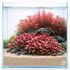 A vibrant cluster of Alternanthera Reineckii 'Mini' (ARM) showcasing its signature intense red and burgundy leaves, used as a foreground accent in a professional aquascape.