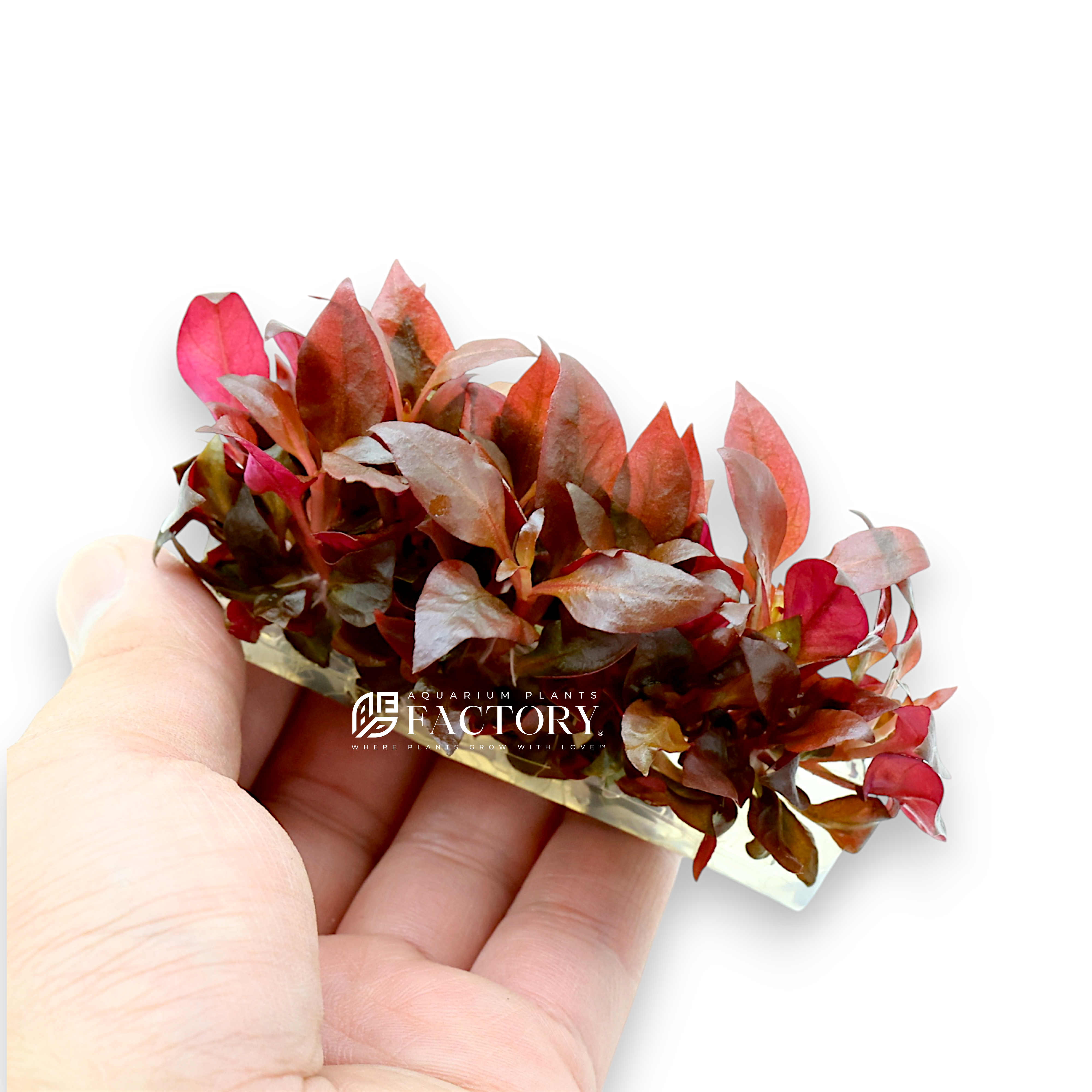 Close-up of Alternanthera Reineckii ‘Mini’ (ARM) showcasing its dense growth and striking red and pink foliage, ideal for high-light and CO2-enriched aquariums