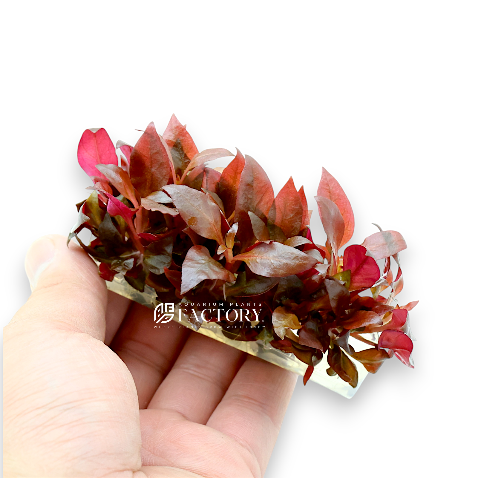 Close-up of Alternanthera Reineckii ‘Mini’ (ARM) showcasing its dense growth and striking red and pink foliage, ideal for high-light and CO2-enriched aquariums