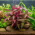 "Alternanthera Reineckii 'Pink Sunset' aquatic plant with vibrant pink and magenta narrow leaves growing in a planted aquarium with green background plants, natural stones, and CO₂ bubbles"