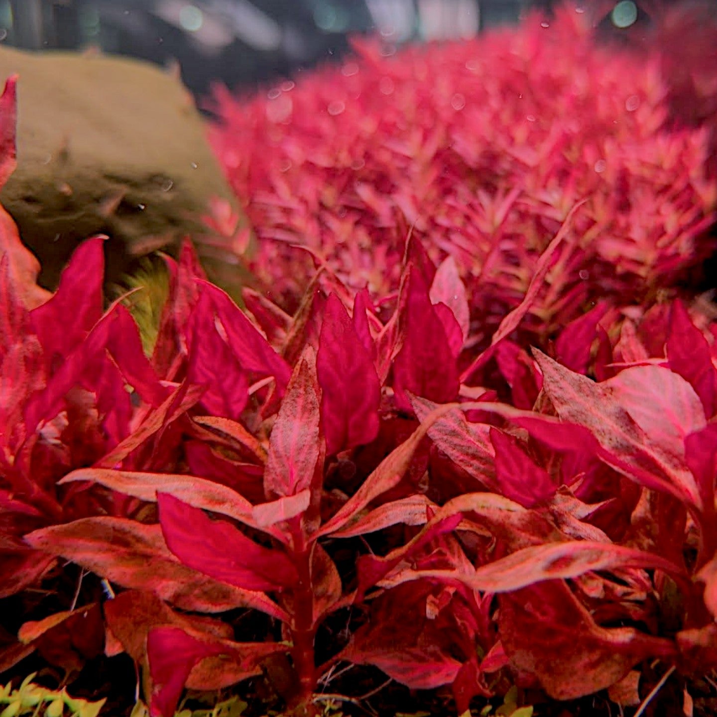 Alternanthera Rosanervig Mini is a striking, small-leaved cultivar of the popular Alternanthera family, prized for its vivid pink to red coloration and compact growth habit. Ideal for nano tanks and high-impact foreground to midground layouts, this miniature variety features pronounced pink veining on each leaf, adding a dramatic contrast against green aquatic plants.