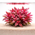 Alternanthera Rosanervig Mini red aquarium plant growing in sandy substrate with waterline reflection on white background.