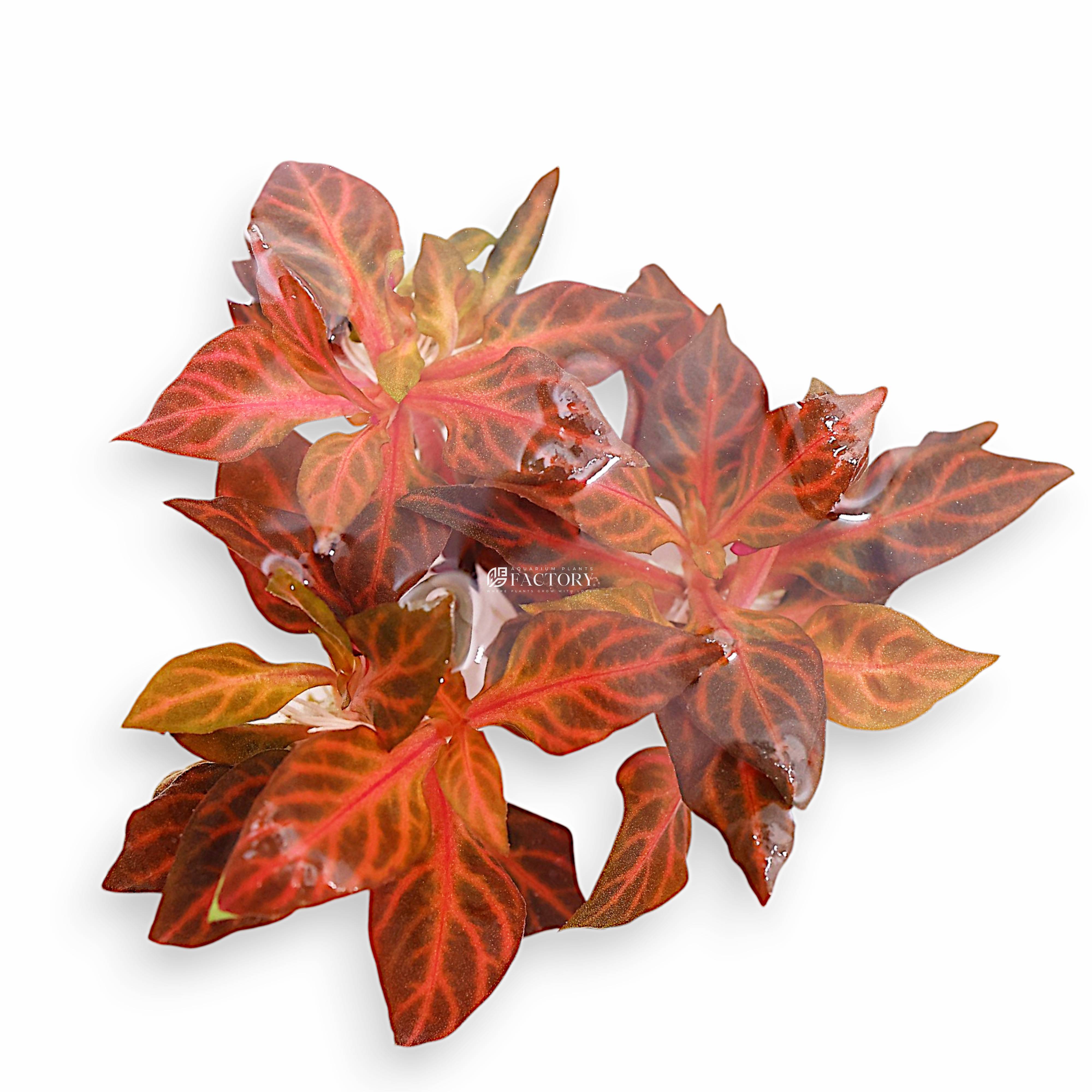 Alternanthera Rosanervig Mini is a striking, small-leaved cultivar of the popular Alternanthera family, prized for its vivid pink to red coloration and compact growth habit. Ideal for nano tanks and high-impact foreground to midground layouts, this miniature variety features pronounced pink veining on each leaf, adding a dramatic contrast against green aquatic plants.