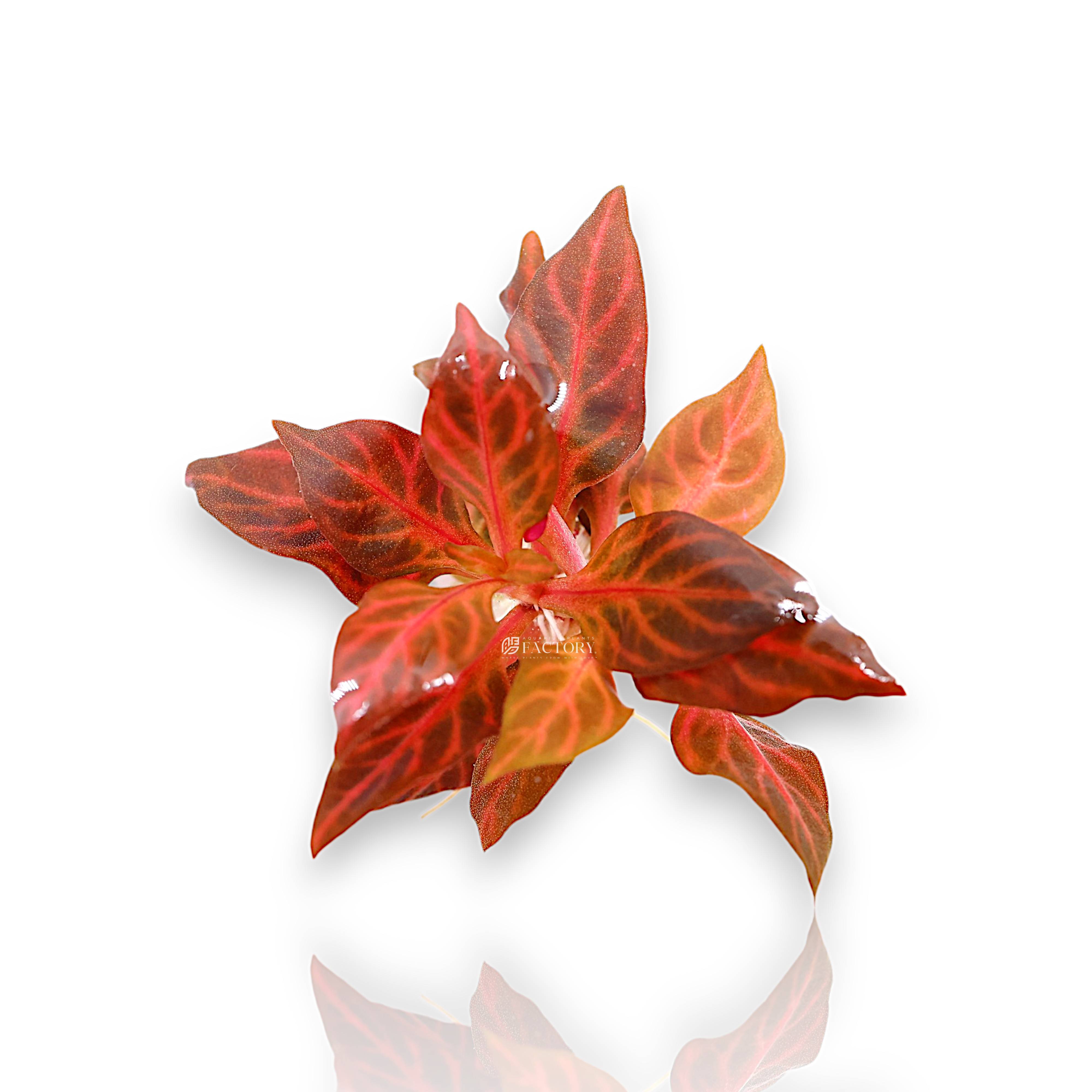 Alternanthera Rosanervig Mini