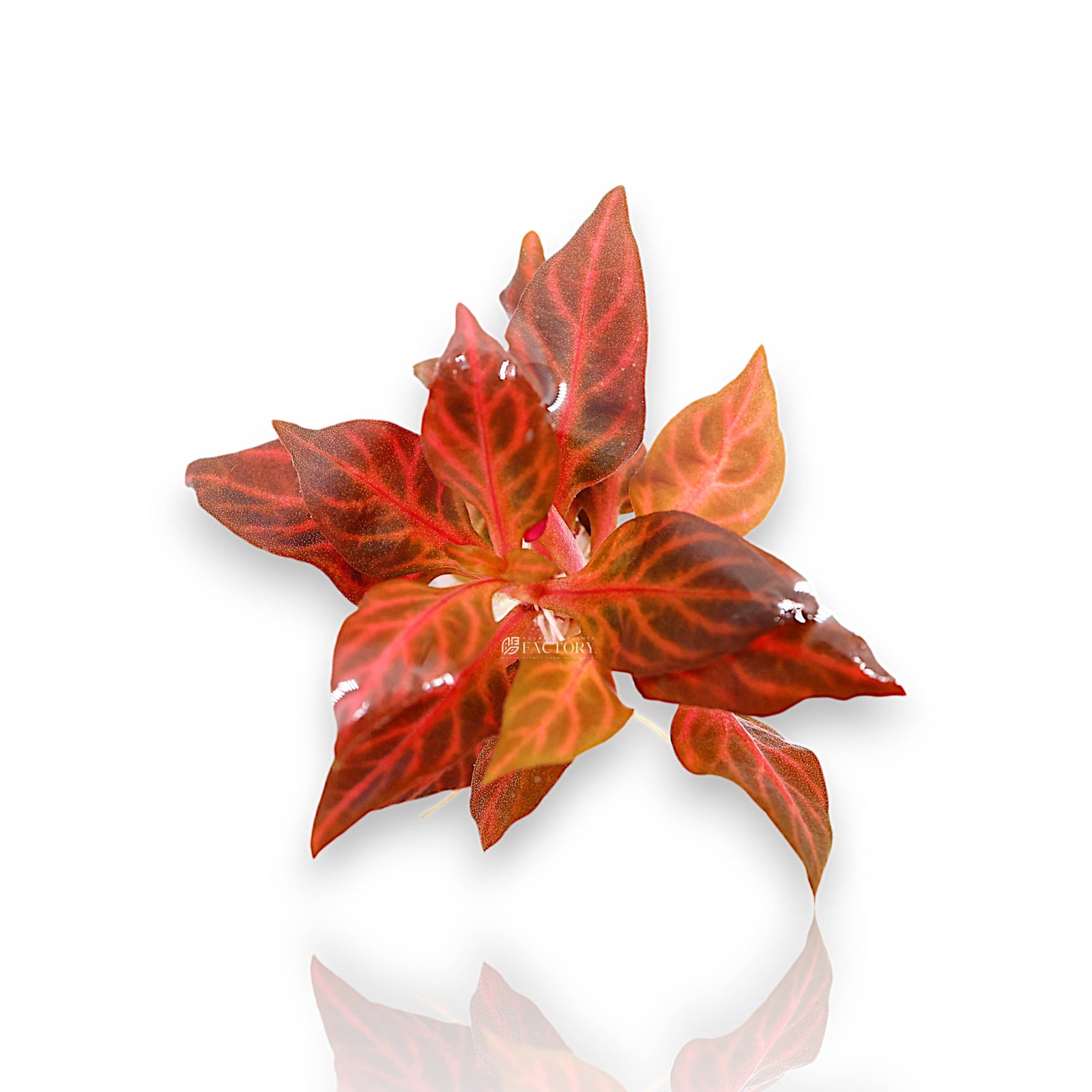 Alternanthera Rosanervig Mini