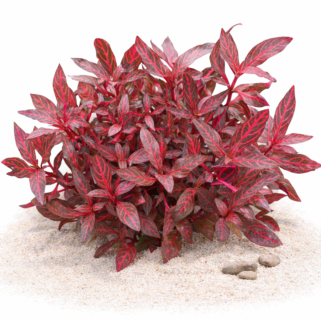 Alternanthera Rosanervig stem plant showing bright pink veining