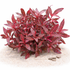 Alternanthera Rosanervig stem plant showing bright pink veining