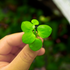 Amazon Frogbit is a beautiful, easy-to-grow floating plant perfect for freshwater aquariums and ponds. Known for its round, green leaves that float gracefully on the water’s surface, Amazon Frogbit adds natural beauty and provides shade and shelter for fish. Its long, dangling roots not only enhance the aesthetic of your aquascape but also help improve water quality by absorbing excess nutrients.