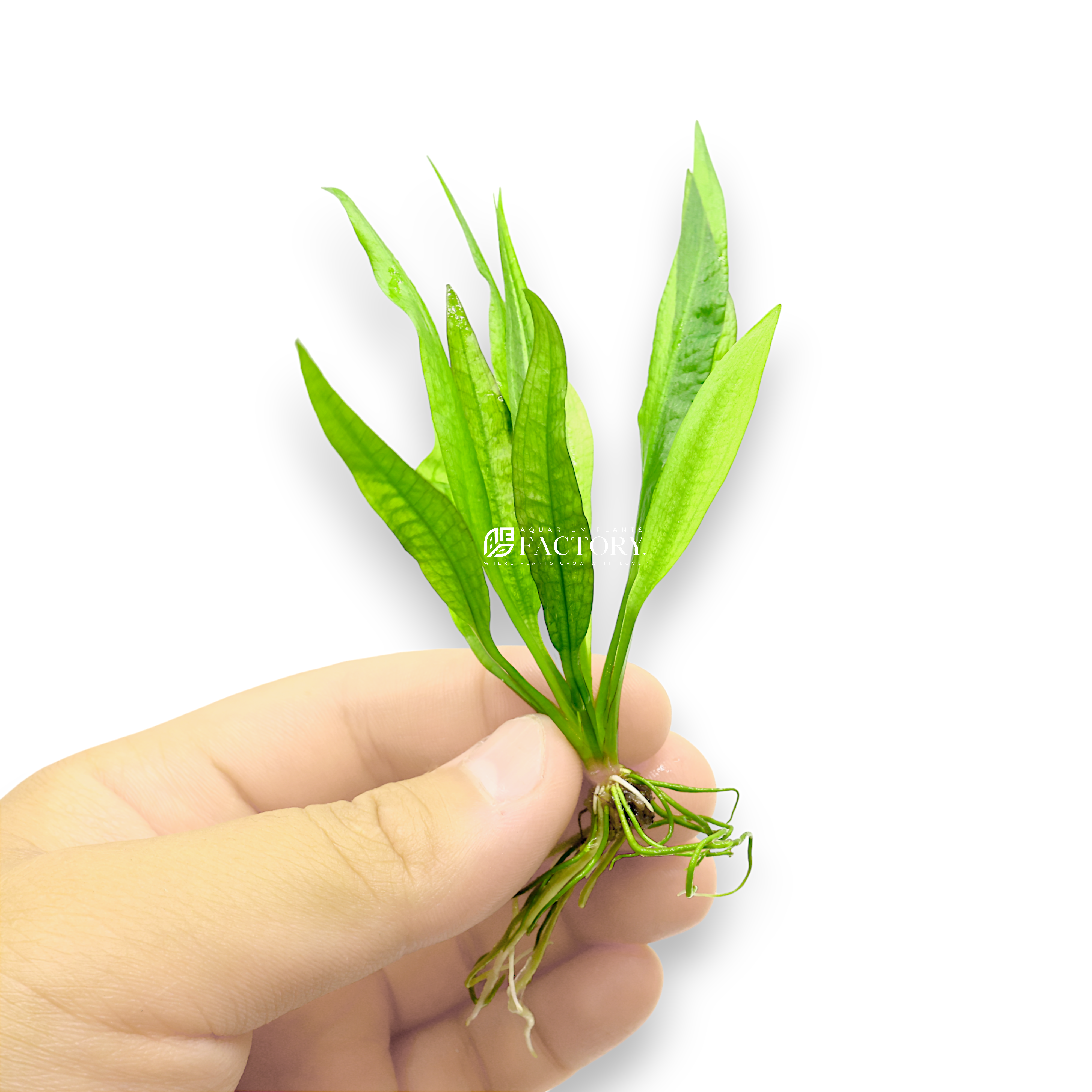 Echinodorus bleheri, commonly known as Amazon Sword, is a versatile and popular aquatic plant ideal for nano and small aquariums. Shipped at an approximate height of 2-4 inches, this small-sized plant is perfect for creating a lush, green landscape in compact spaces. While it starts small, Echinodorus bleheri has the potential to grow into a large, impressive plant. Regular trimming is recommended to maintain its size and keep it looking neat and compact.