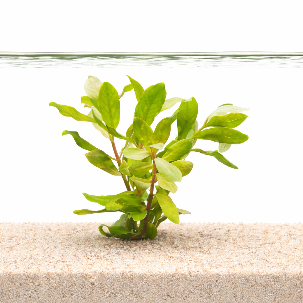 Ammannia gracilis aquarium stem plant with light green leaves growing from sandy substrate underwater on a white background.