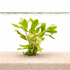 Ammannia gracilis aquarium stem plant with light green leaves growing from sandy substrate underwater on a white background.