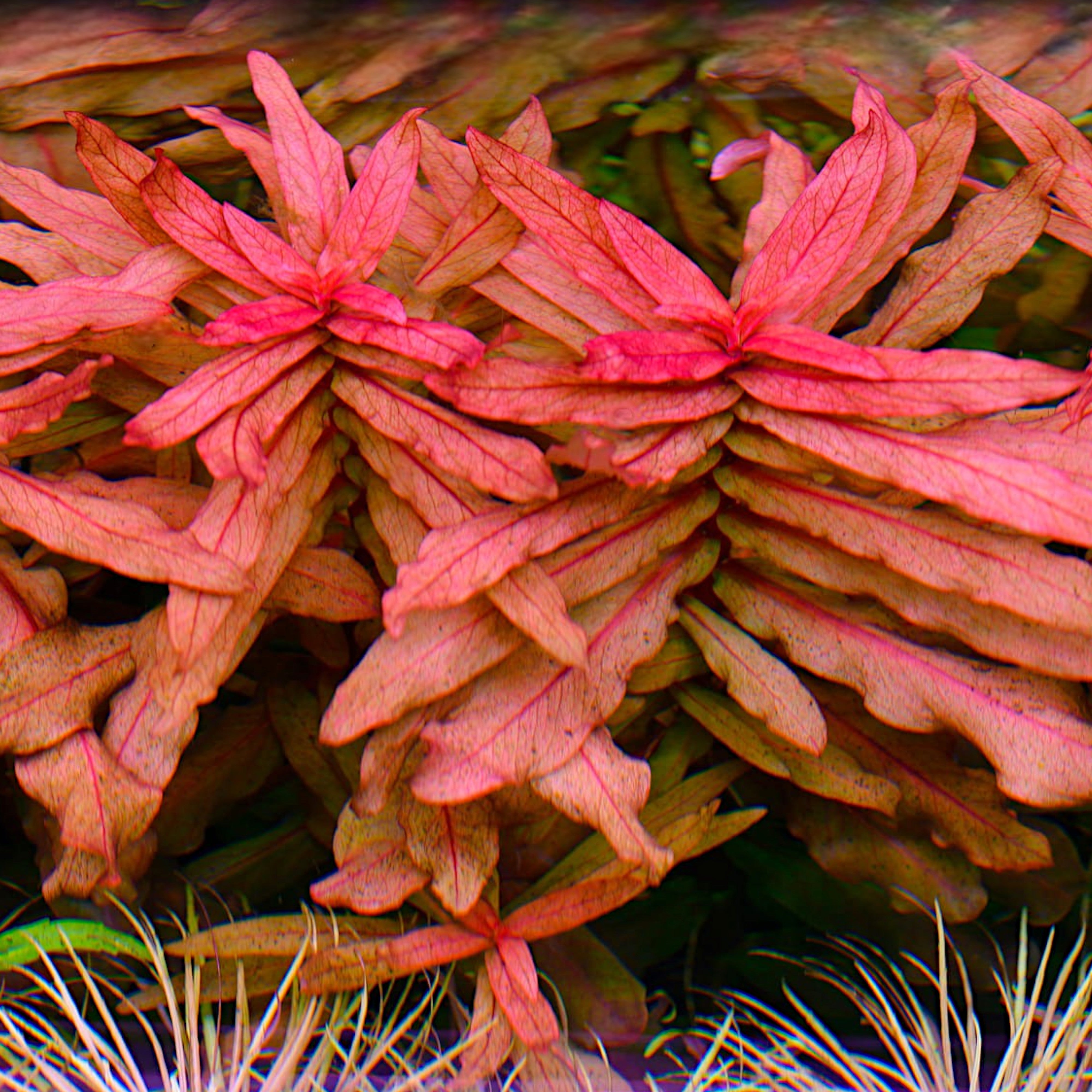 Close-up of Ammannia senegalensis showing narrow reddish leaves under high light