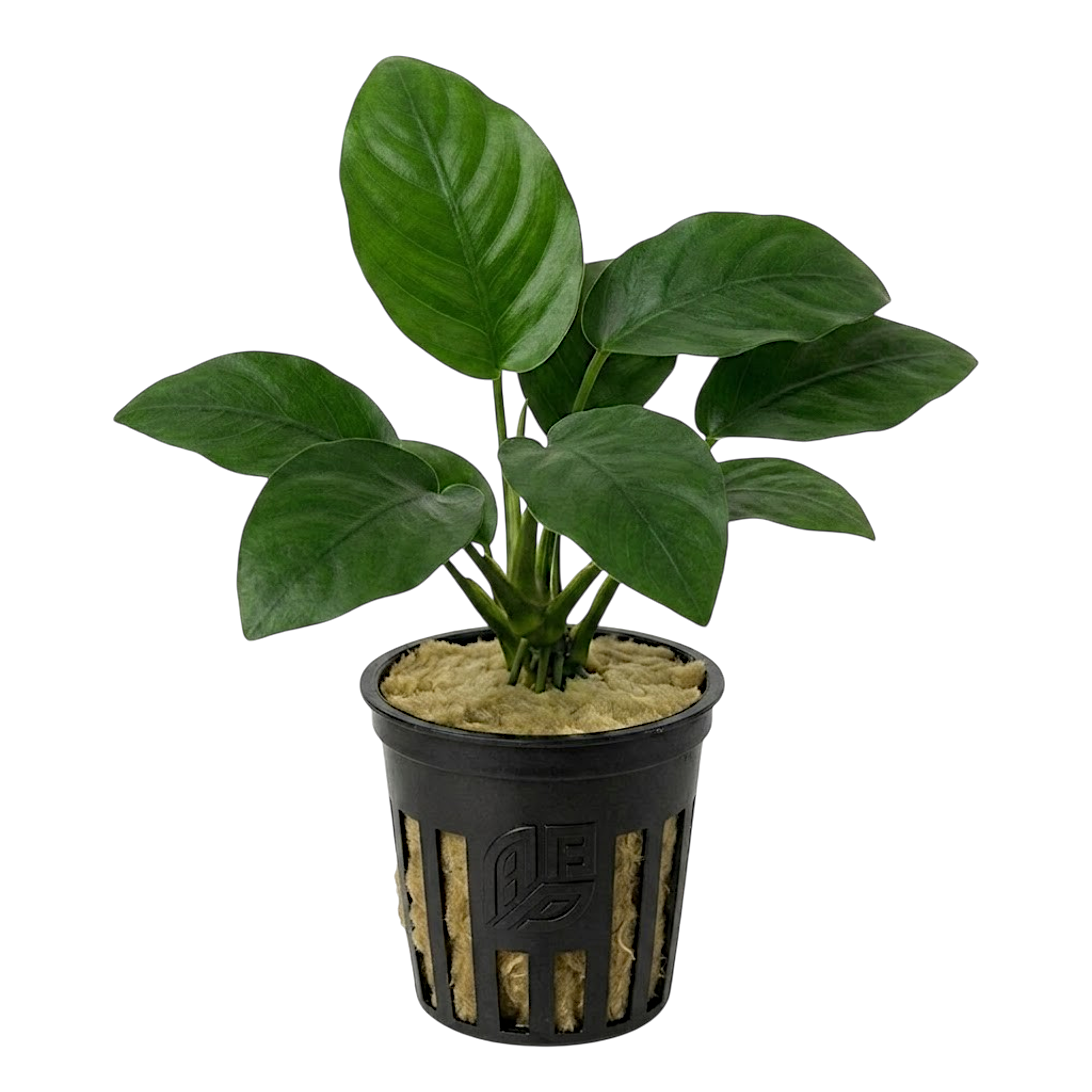 Potted Anubias barteri freshwater aquarium plant showing broad green leaves and a thick rhizome, isolated on a transparent background