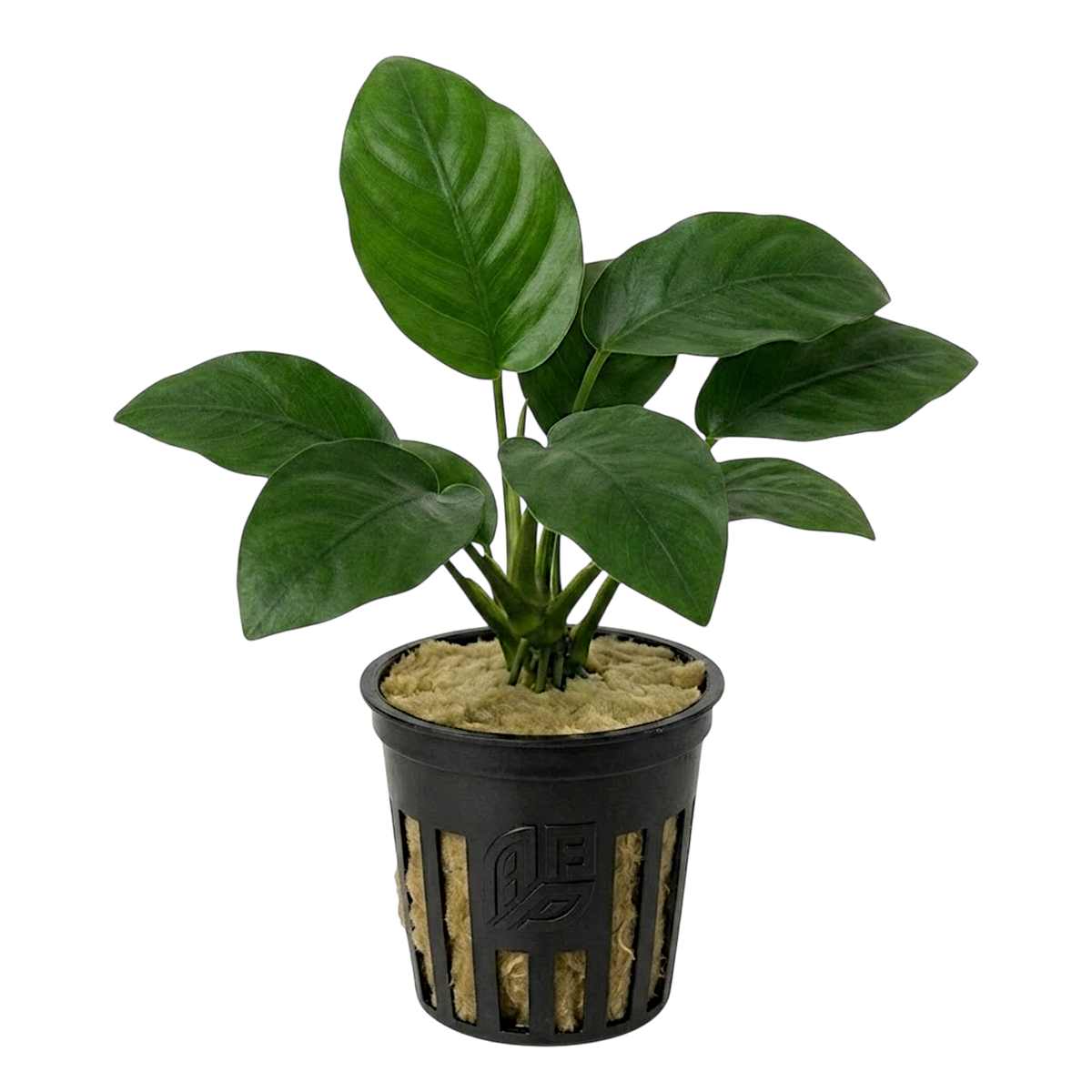 Potted Anubias barteri freshwater aquarium plant showing broad green leaves and a thick rhizome, isolated on a transparent background