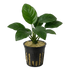 Potted Anubias barteri freshwater aquarium plant showing broad green leaves and a thick rhizome, isolated on a transparent background