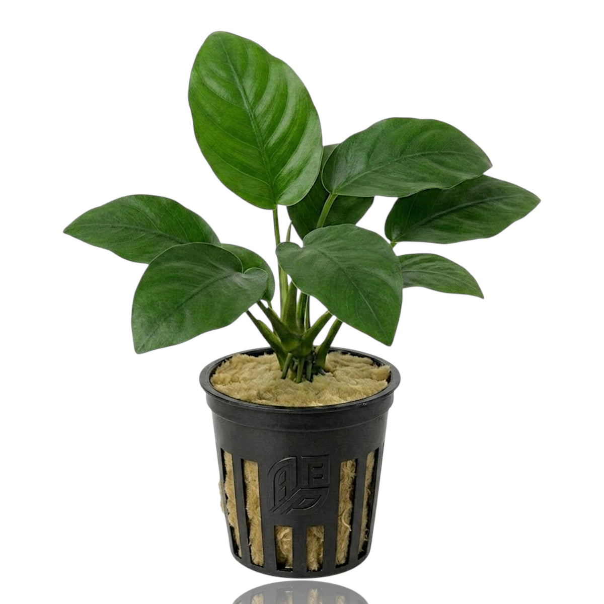 Lush green Anubias barteri aquatic plant anchored in a net pot, photographed against a crisp white background for planted tanks.