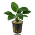 Lush green Anubias barteri aquatic plant anchored in a net pot, photographed against a crisp white background for planted tanks.