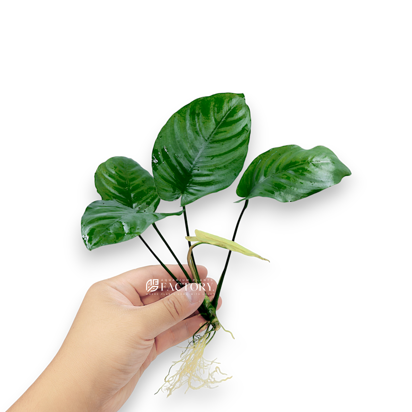 Anubias barteri 'Broad Leaf' is a robust, attractive plant with large, round green leaves that make it a great addition to any freshwater aquarium. This variety of Anubias is known for its easy care and ability to thrive in a range of water conditions, making it an excellent choice for both new aquarists and seasoned professionals. Its broad leaves add a lush, natural appearance to your aquascape, providing visual appeal and a natural habitat for aquarium fish and invertebrates.