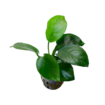Anubias barteri 'Diamond' is a cultivated variation of the Anubias barteri plant, which is highly sought after in the aquarium hobby. This particular variety is known for its distinctive leaf shape and pattern, which adds a unique touch to aquatic landscapes.