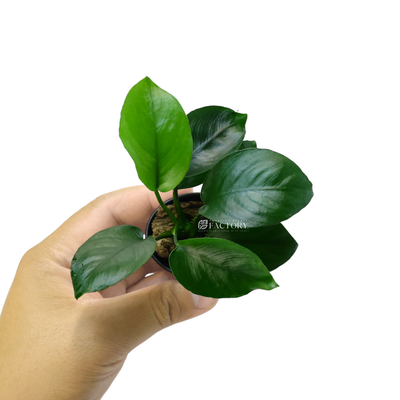 To ensure the well-being of Anubias barteri 'Diamond', it is essential to attach the rhizome to a solid surface using a fishing line or plant-safe glue. Avoid burying the rhizome in the substrate, as it may lead to rotting. Additionally, providing some water movement in the tank can help prevent the accumulation of debris on the leaves.