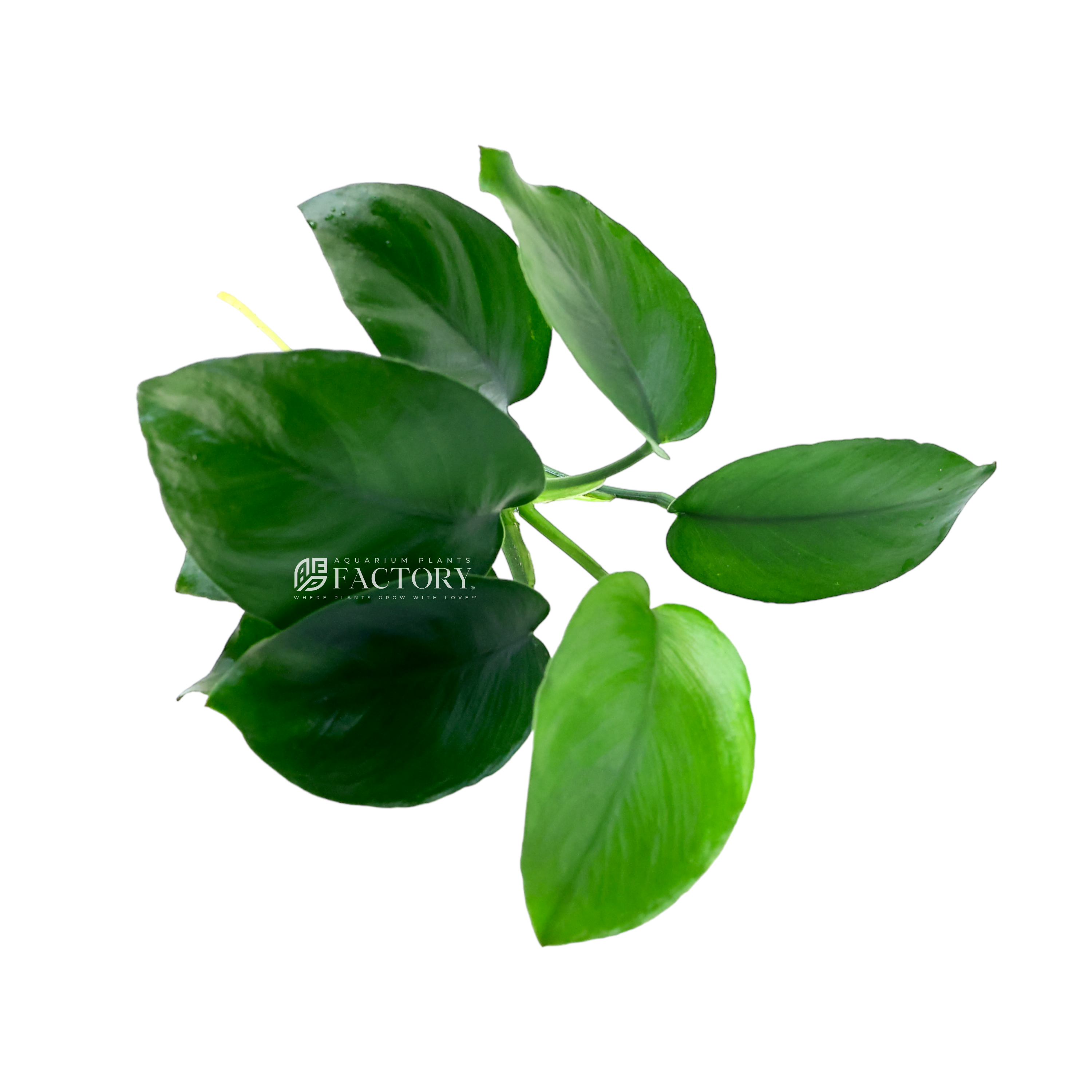 Anubias barteri 'Diamond' is a hardy plant that requires minimal care. It can tolerate different light intensities, but moderate to low lighting is generally preferred. This plant is known to grow slowly, which can be an advantage in maintaining its shape and size within the aquarium.