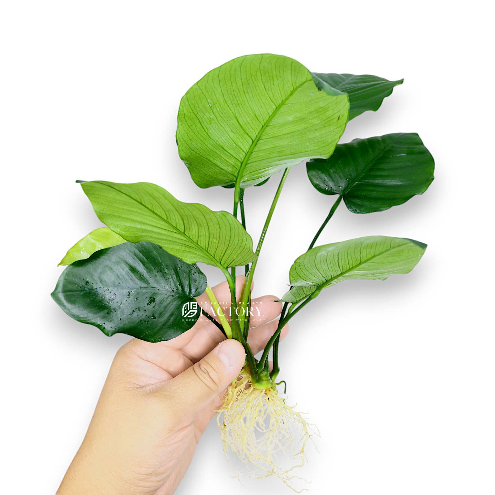 Anubias Barteri (Large Size) is a robust aquatic plant with large, broad deep green leaves. This low-maintenance plant adds a lush, natural aesthetic to aquariums and thrives in low-light conditions. Its sizable leaves provide shelter for fish, and it can be attached to driftwood or rocks, making it a versatile addition to midground or background aquascapes.