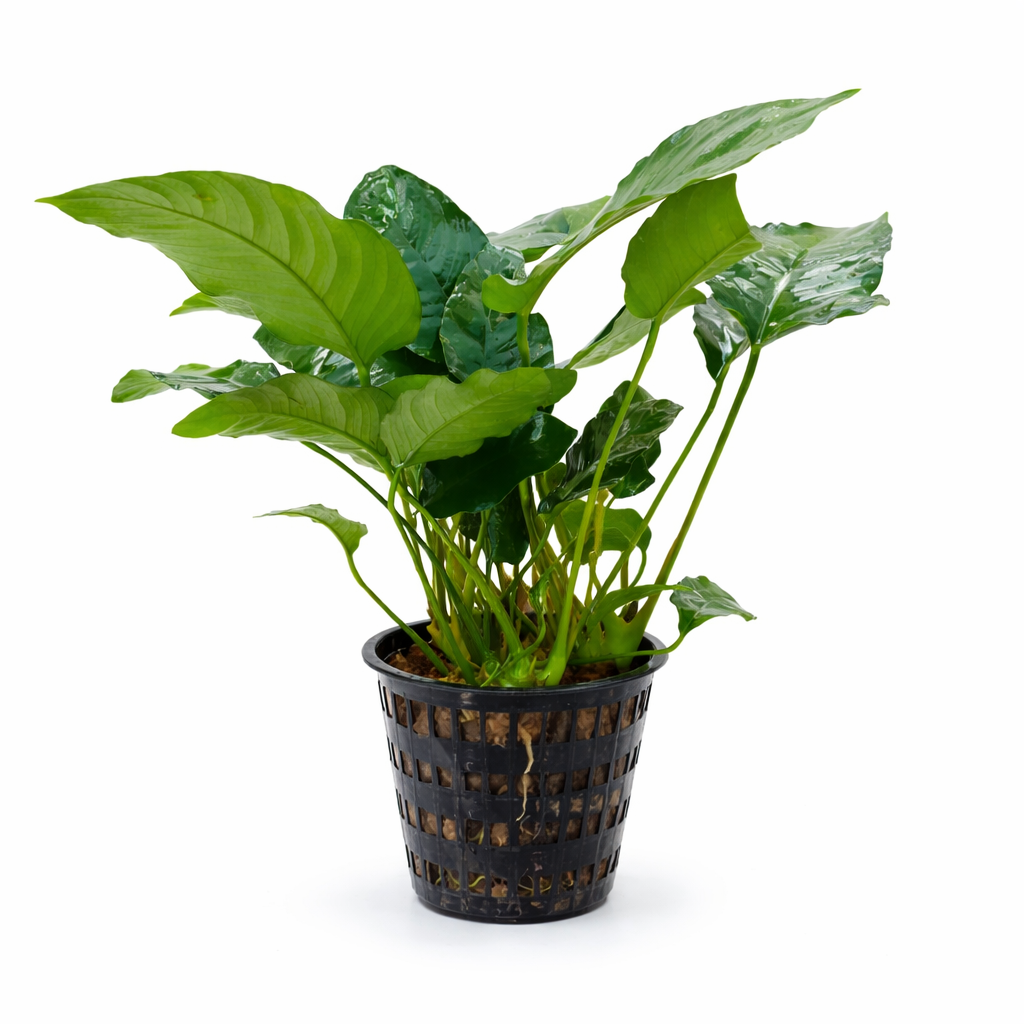 A large, healthy Anubias Nana Mother Plant with broad dark green leaves, growing in a black plastic nursery pot against a white background.