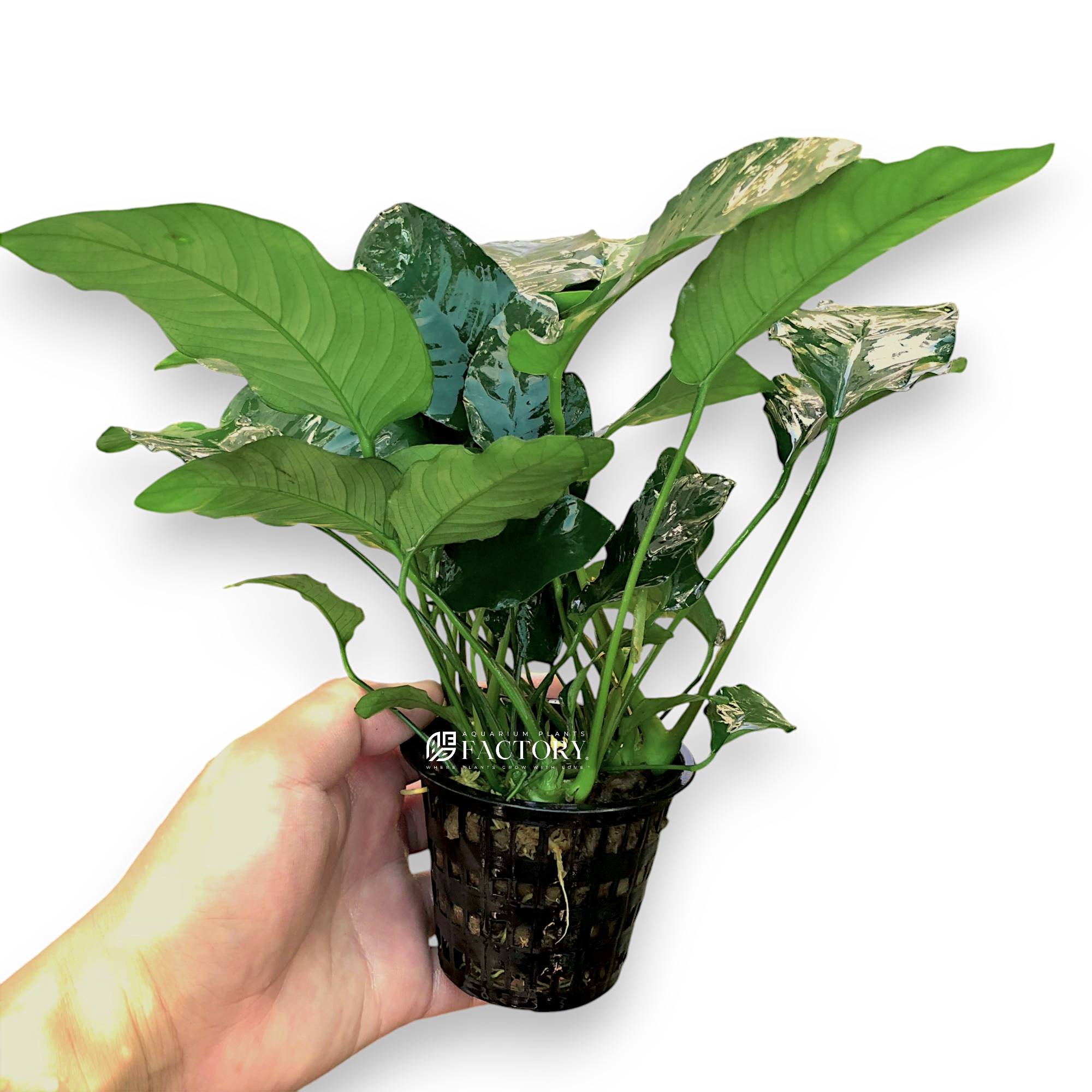 Anubias Barteri Nana Mother XXL is a magnificent and unique aquarium plant that serves as a stunning centerpiece for any large aquarium. Known for its impressive size, this plant can reach heights of approximately 12~15 inches or more, making it a standout addition to your aquatic environment.