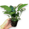 Anubias Barteri Nana Mother XXL is a magnificent and unique aquarium plant that serves as a stunning centerpiece for any large aquarium. Known for its impressive size, this plant can reach heights of approximately 12~15 inches or more, making it a standout addition to your aquatic environment.
