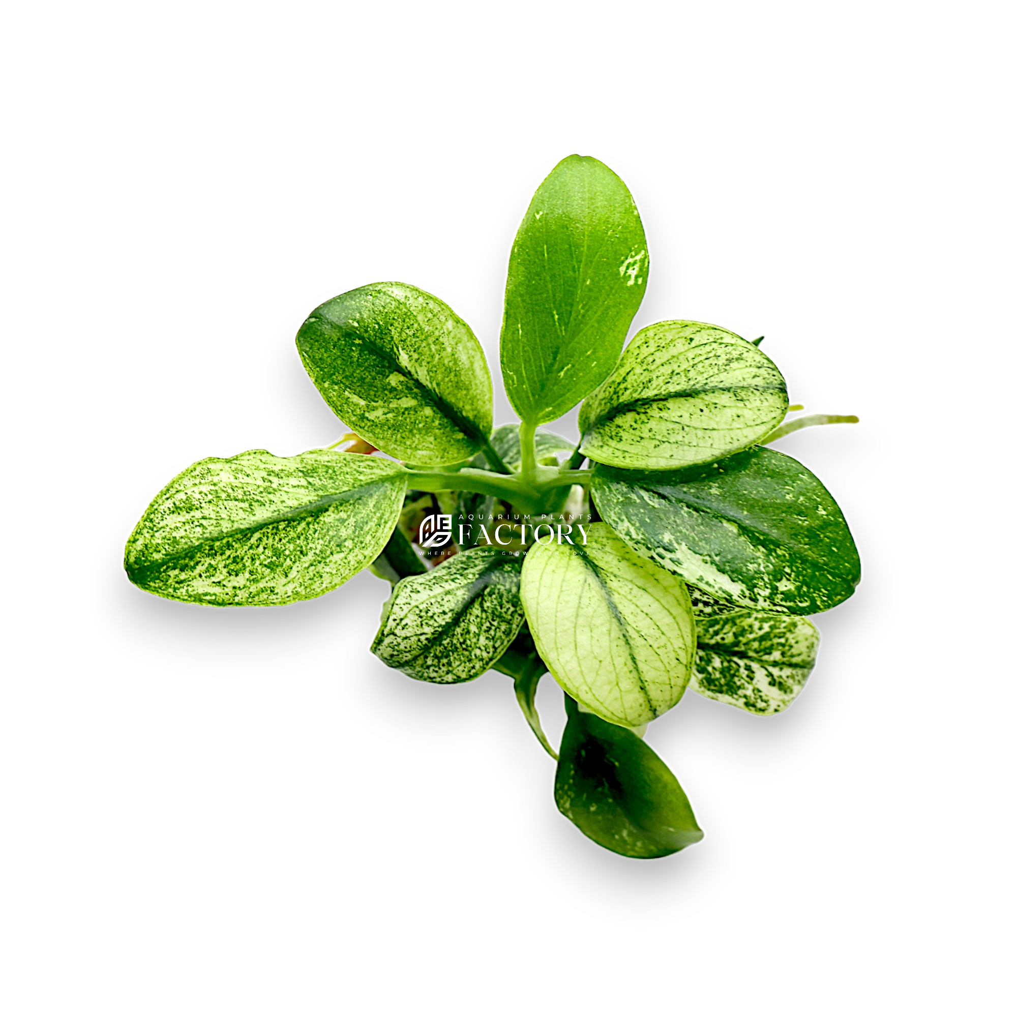 Variegated leaves of Anubias Pinto with a striking pattern of white and green, attached to driftwood in an aquarium, showcasing its unique beauty and adding elegance to the aquatic environment