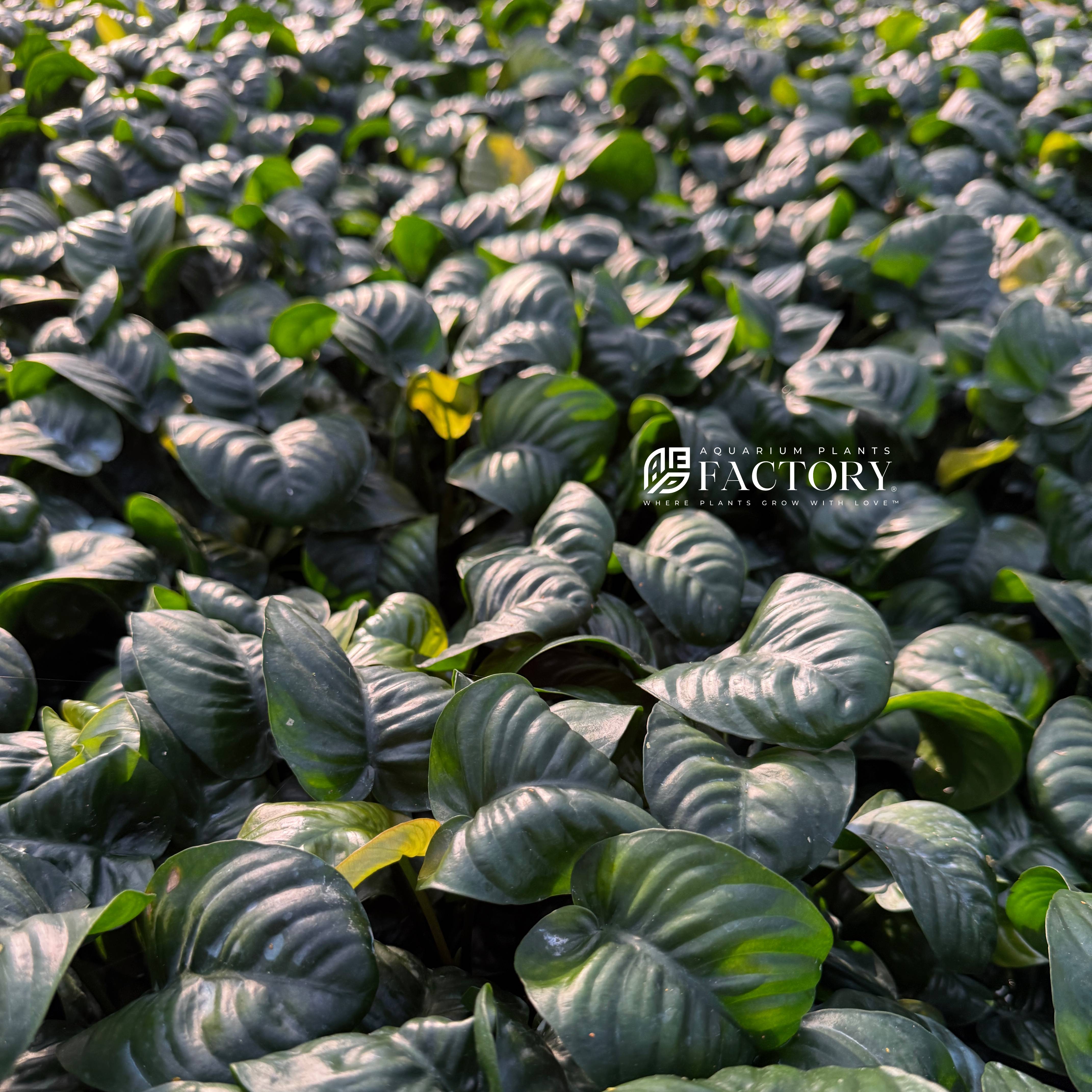 Anubias barteri 'Rainforest' is a striking and hardy aquarium plant known for its thick, dark green leaves with a naturally curled texture. This rare variety adds bold texture and structure to your planted aquarium