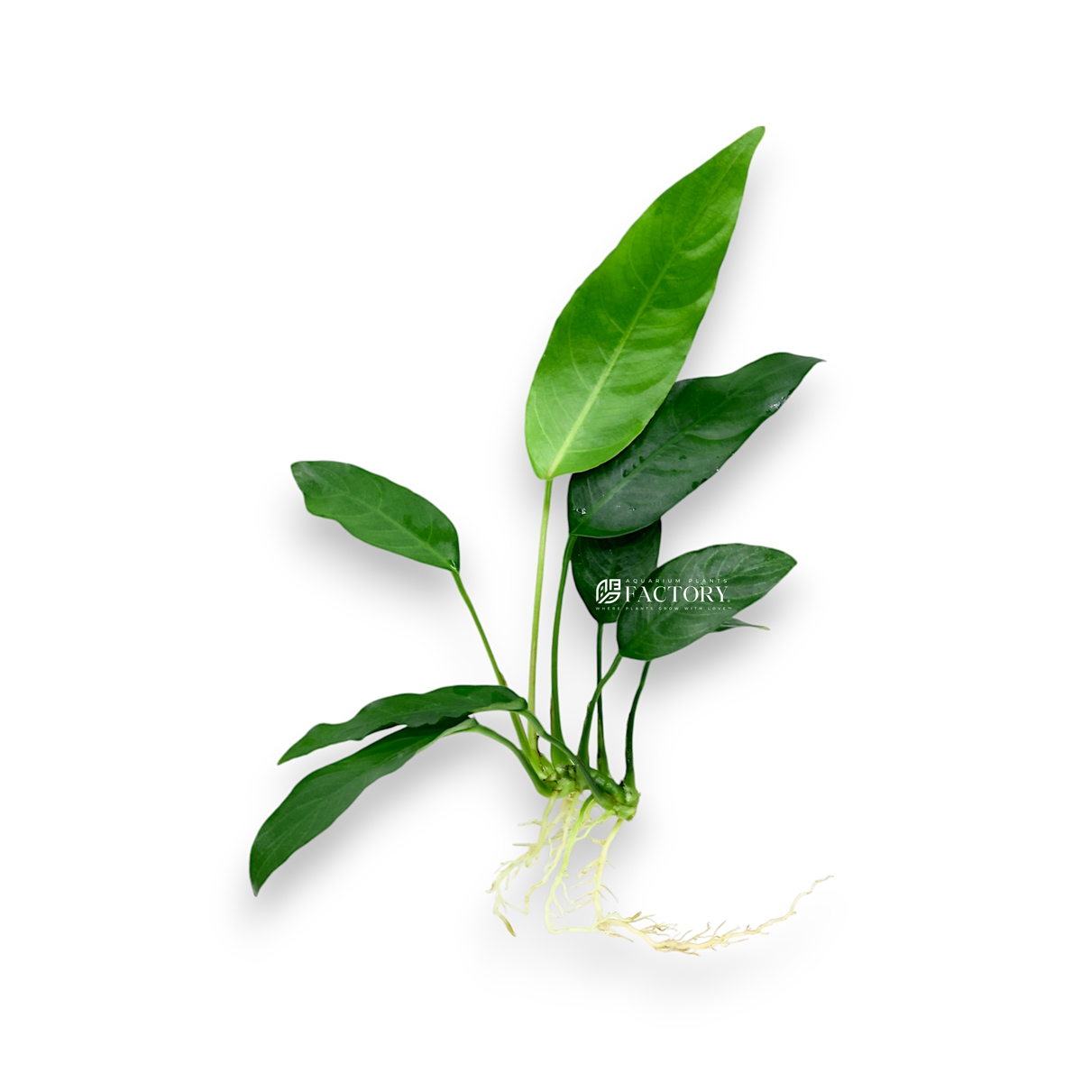 Anubias Barteri 'Short & Sharp' aquarium plant, photo 2