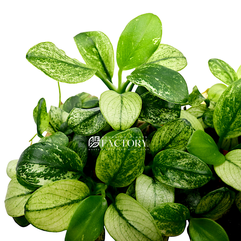 Anubias Pinto plant showcasing its unique variegated leaves with a mix of white and green, ideal for adding a sophisticated touch to aquarium landscapes