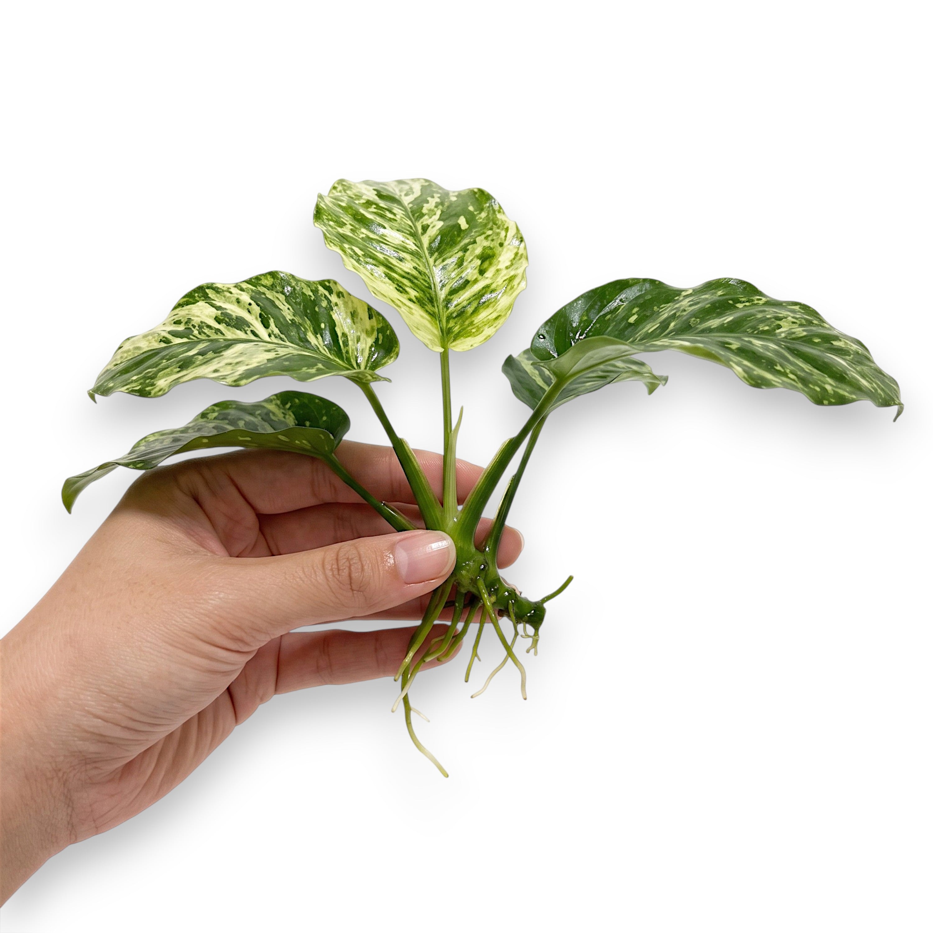 Bare-root Anubias Varking aquatic plant with variegated green and white marbled leaves and exposed roots held in a hand against a white background.