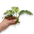 Bare-root Anubias Varking aquatic plant with variegated green and white marbled leaves and exposed roots held in a hand against a white background.