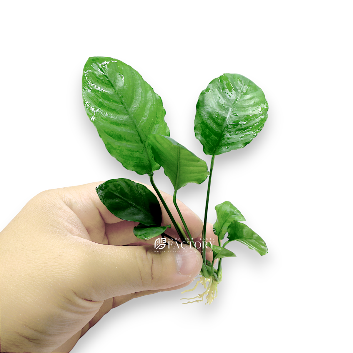 Close-up of Anubias Barteri 'Wrinkle Leaf,' featuring wavy, rippled leaves in deep green
