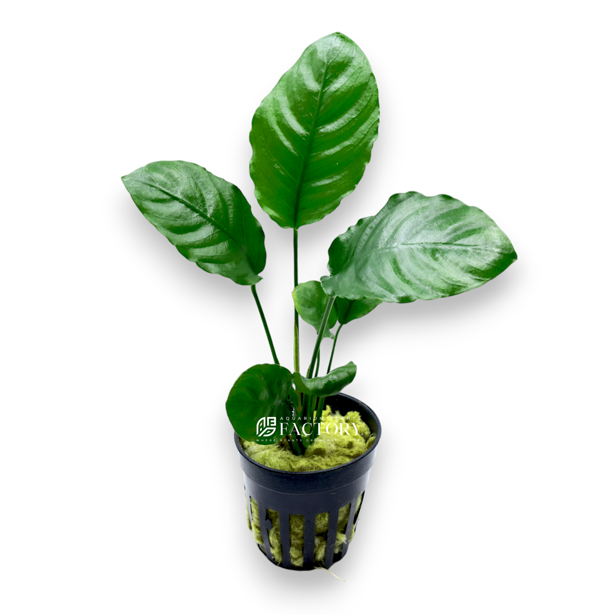 Anubias Barteri 'Wrinkle Leaf' with textured, crinkled deep green leaves