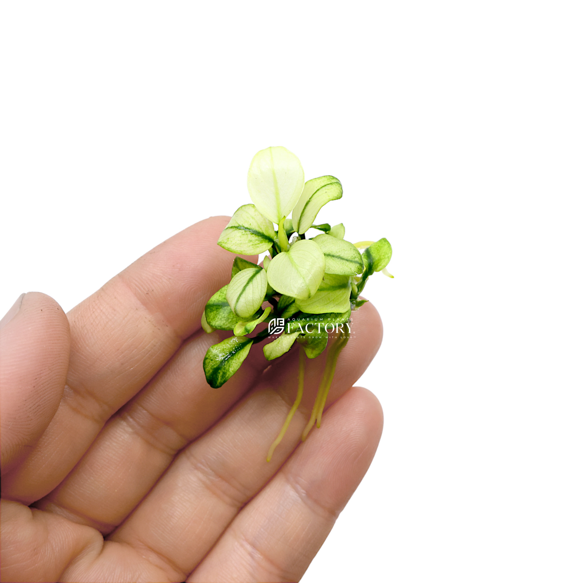 Anubias Broad White aquarium plant, photo 4