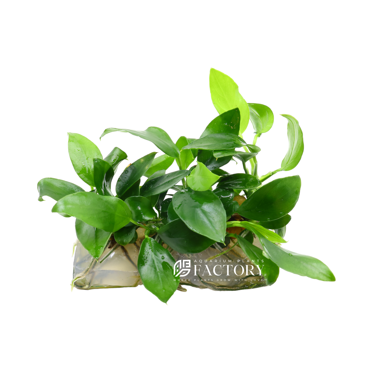 Anubias Bonsai Vitro Culture aquarium plant