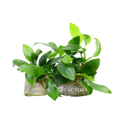 Anubias Bonsai is a beautiful aquatic plant in Japan that is perfect for beginner aquarium owners. Anubias japan are easy to care for and they're able to withstand a wide range of water conditions, making it an ideal plant for most freshwater tanks.