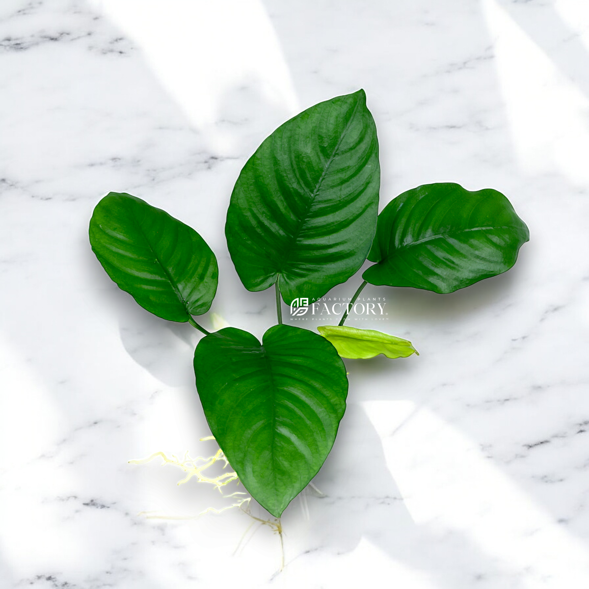 Anubias Barteri Broad Leaf aquarium plant