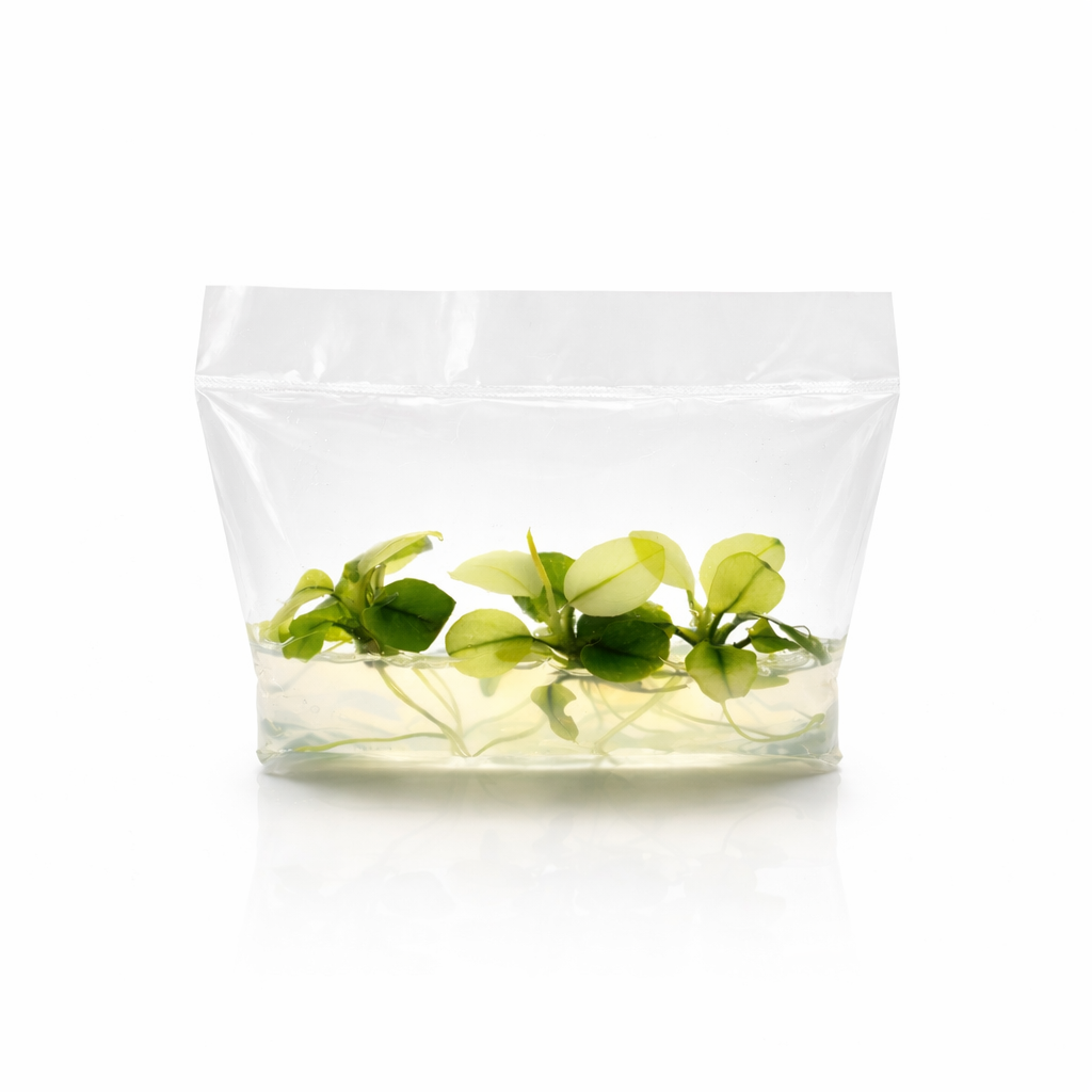 Anubias Broad White Vitro Culture® aquarium plant featuring rare white and green variegated leaves, grown by Aquarium Plants Factory®.