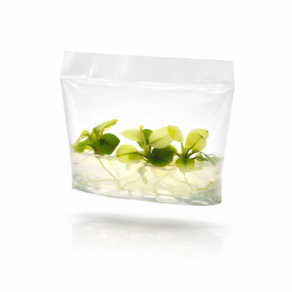 Close-up of the striking white marbled variegation on Anubias Broad White leaves, a pest-free and algae-free aquatic plant.