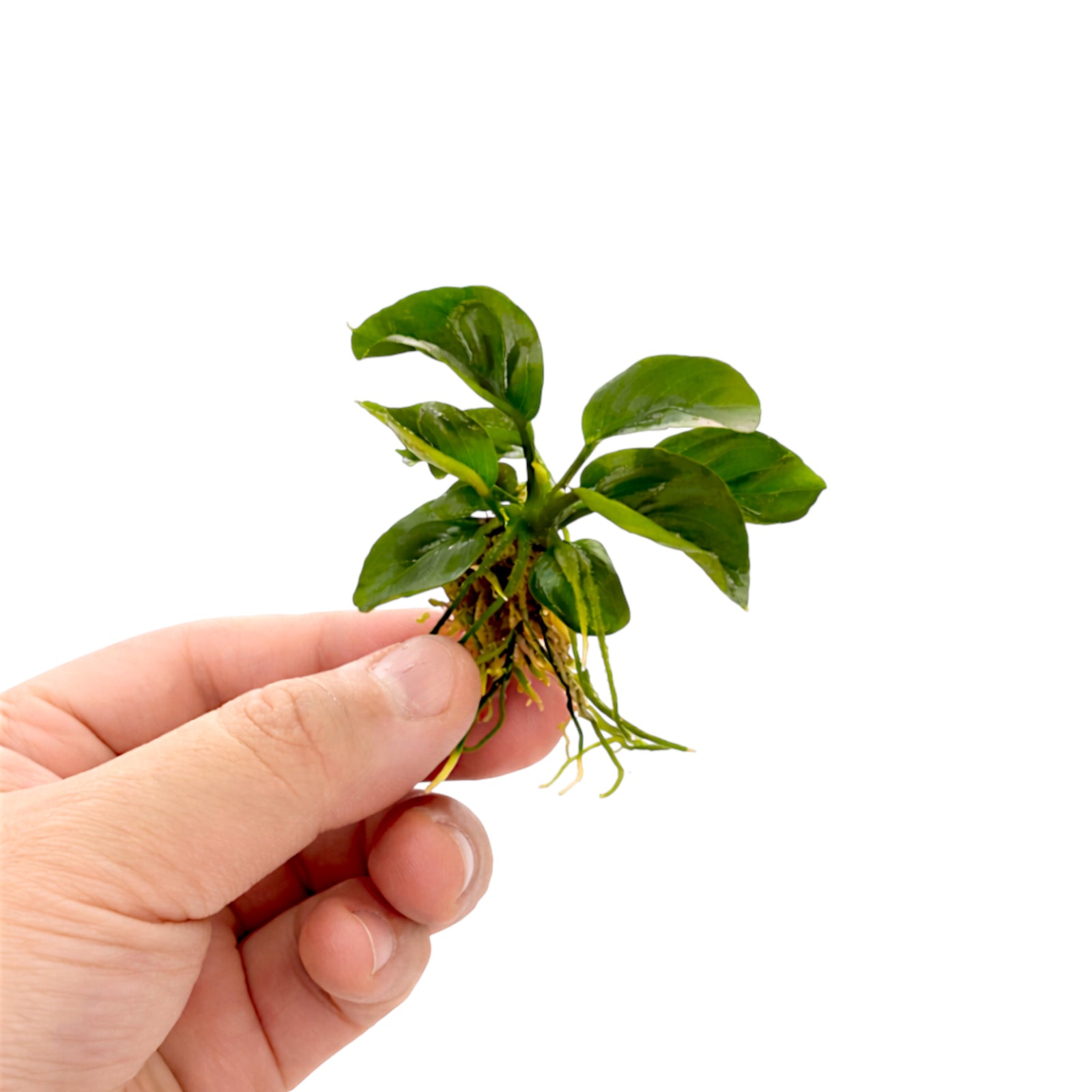 Anubias Butterfly (Small Size)