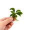 Anubias Butterfly (Small Size)