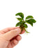 Anubias Butterfly (Small Size)