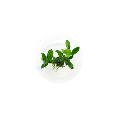 Anubias Chili Mini stands out among its counterparts with its smaller leaf size, setting it apart from commonly known Anubias variations such as Anubias Nana Petite. Its unique foliage adds a delightful and eye-catching element to any aquascape, making it a prized addition to elevate the aesthetic appeal of your underwater world.