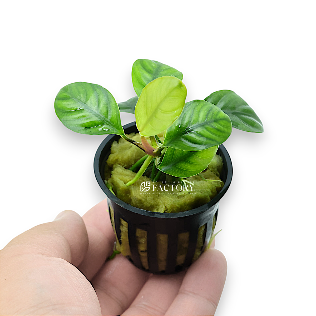 Potted Anubias Coffeefolia in rockwool and net pot


