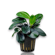 Anubias Dark Moon aquarium plant with dark round leaves in a net pot.